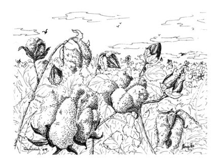 Cotton Field