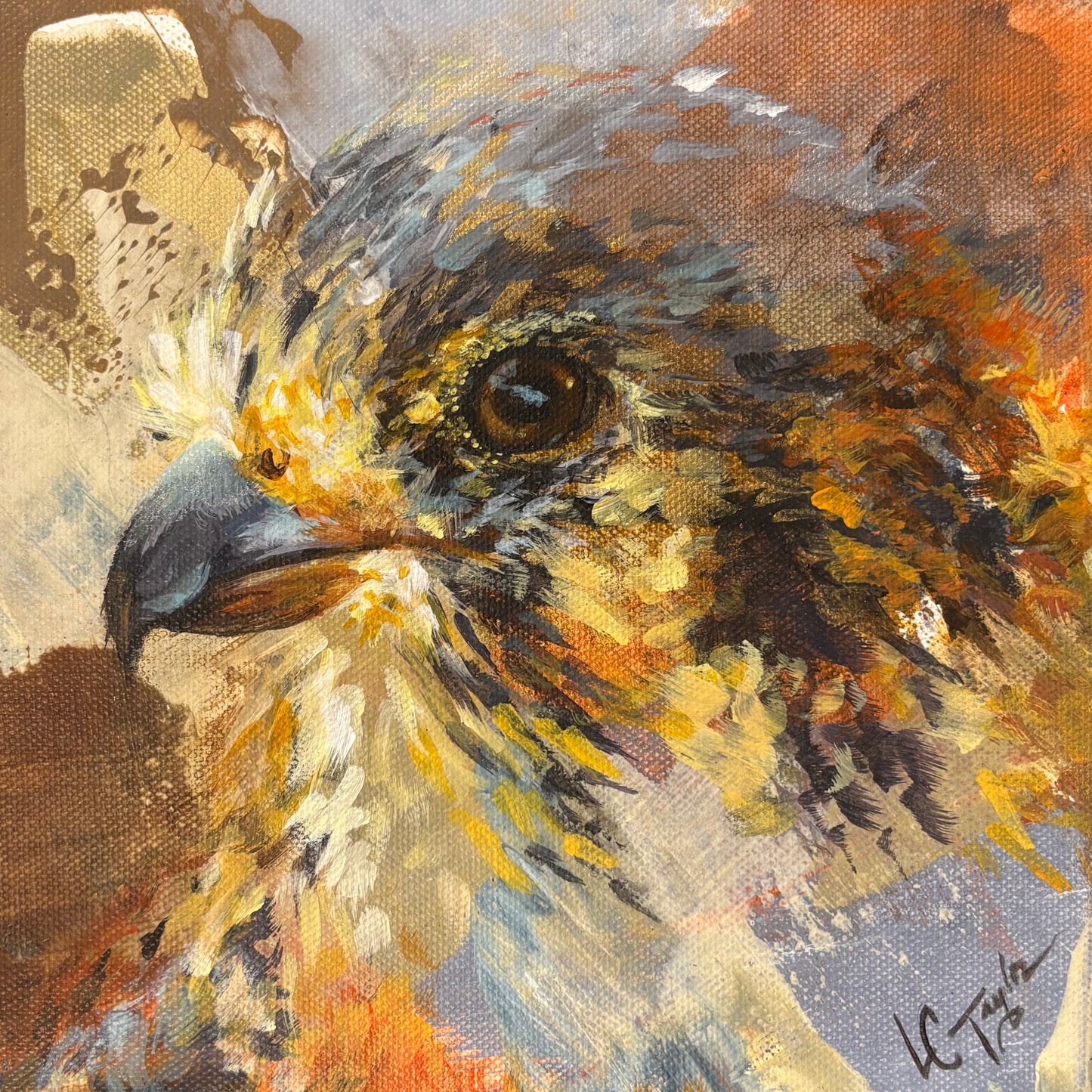 Hawk
