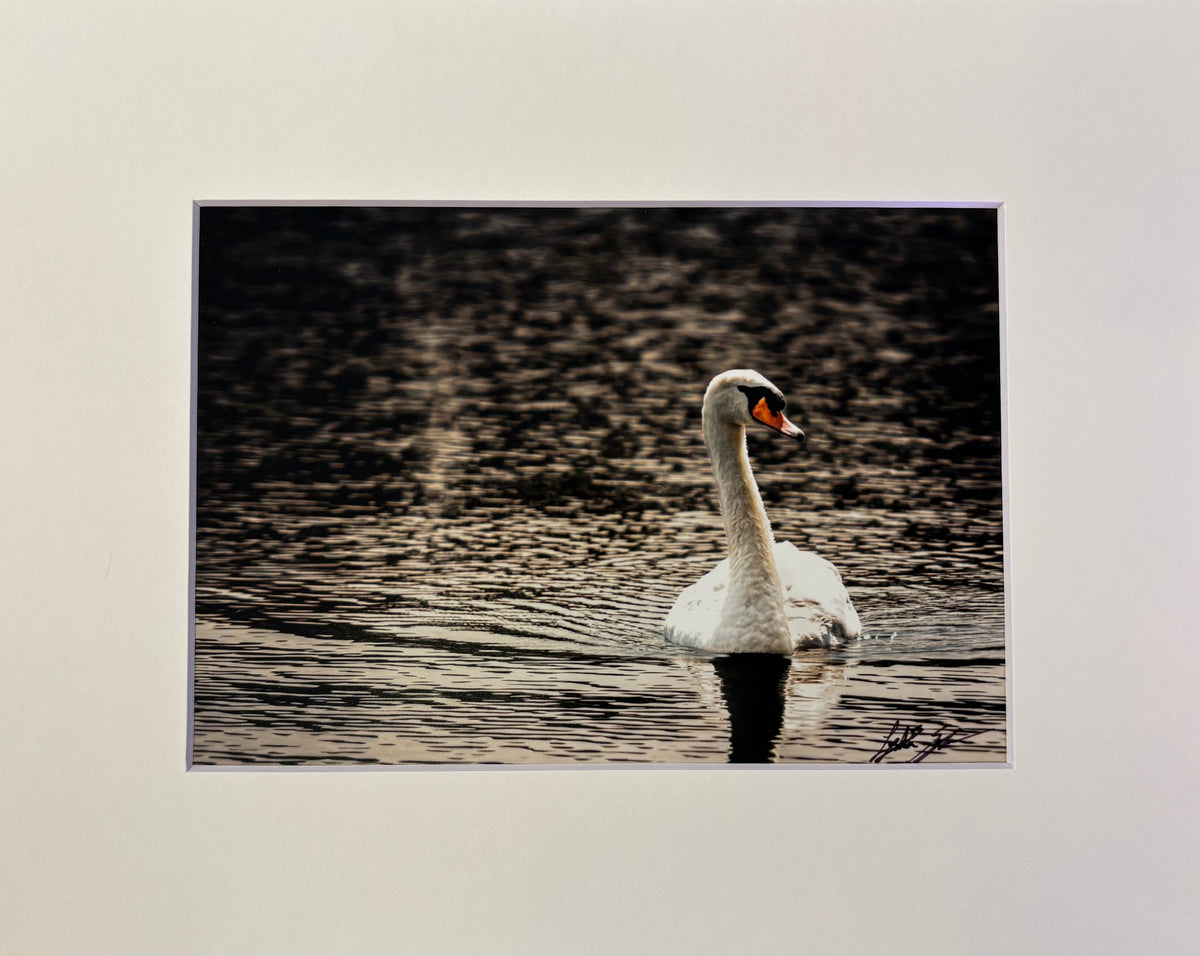 Swan Song