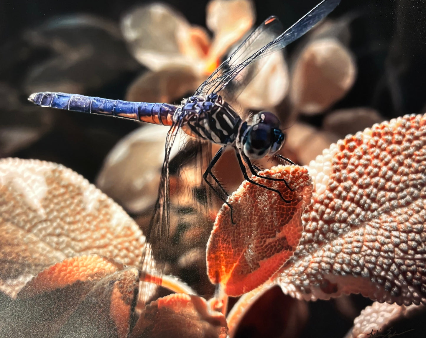 Blue Dasher