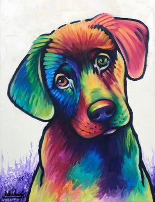 Rainbow Lab Puppy