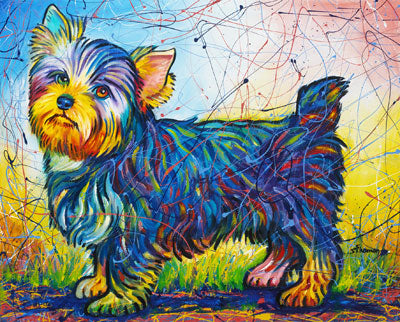 Yorkie (or Carin Terrier)