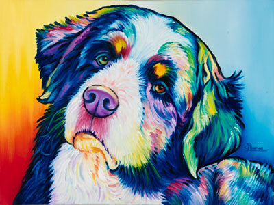 Bernese Mountain Dog