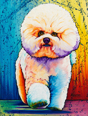 Bichon Frise
