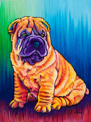 Shar Pei