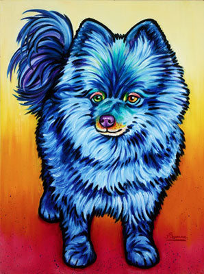 Blue Pomeranian