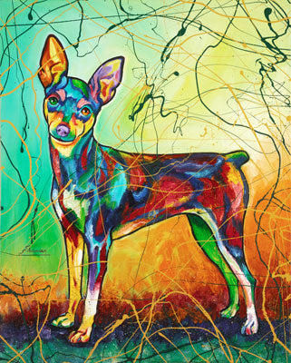 Bella the Min Pin