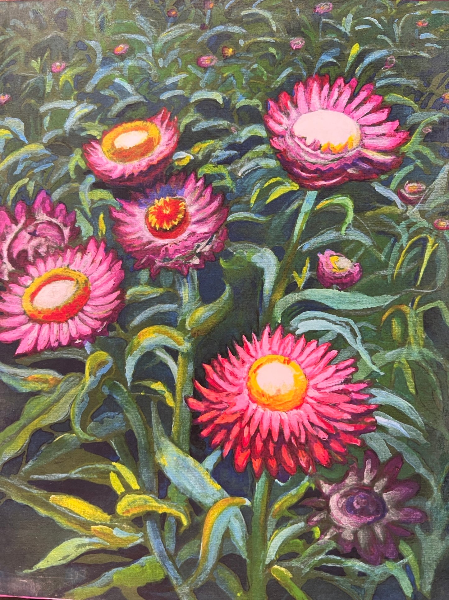 Everlasting Fuchsia