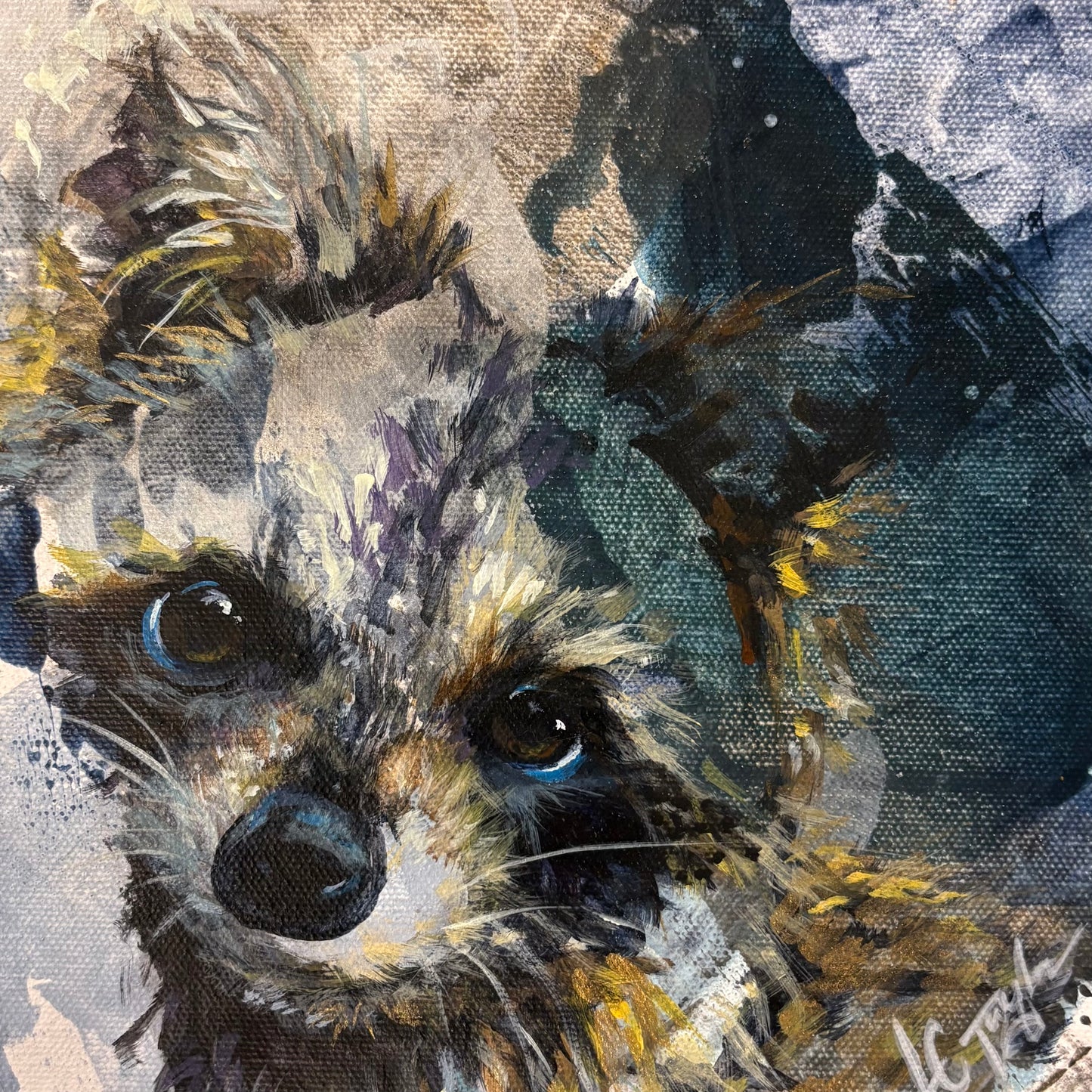 Raccoon