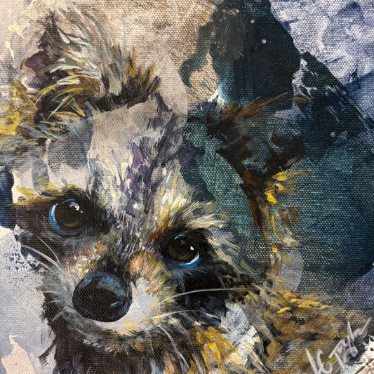 Raccoon