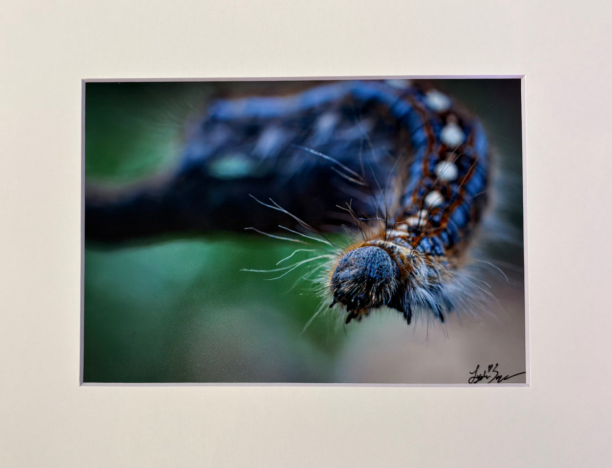 Advice for a catterpillar