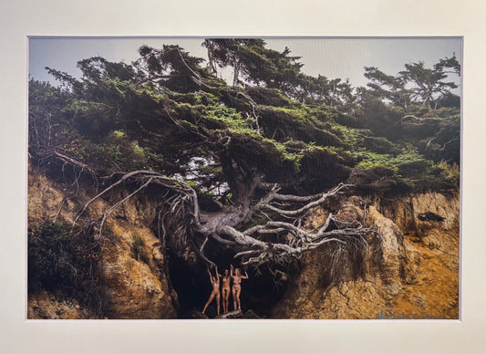 Spartans Under the Tree of Life