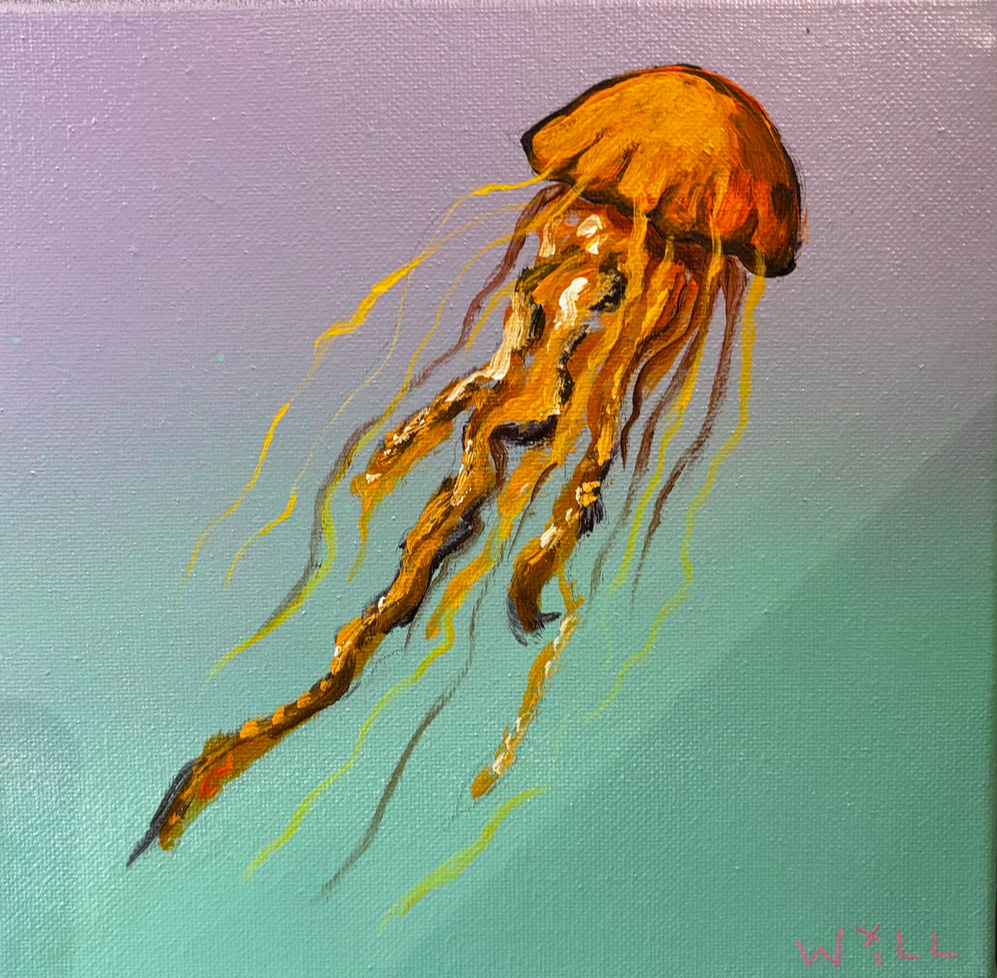 Pacific Sea Nettle