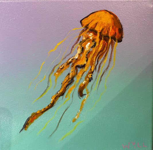 Pacific Sea Nettle