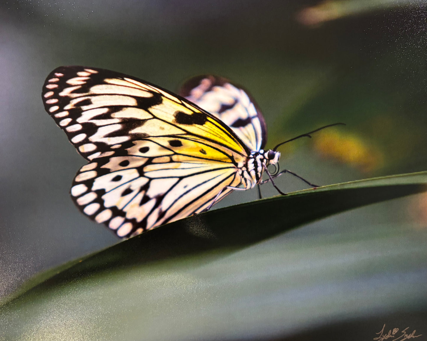 Light Wing