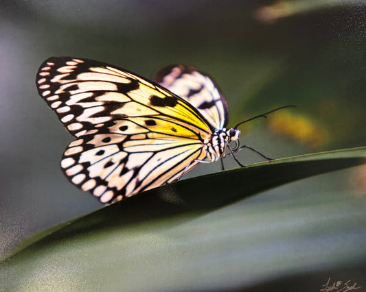 Light Wing