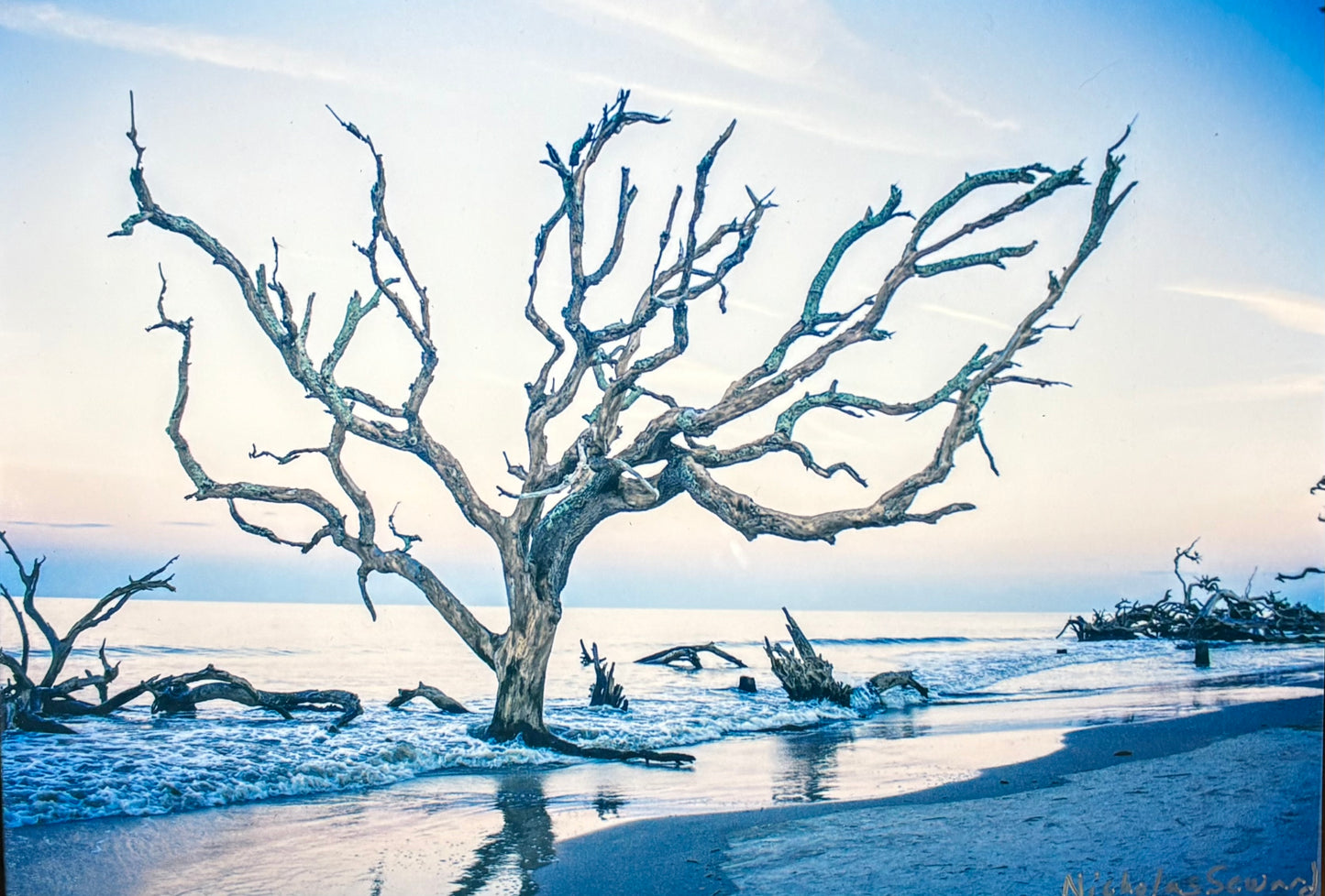 Nature's Reclamation