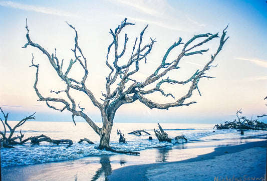 Nature's Reclamation