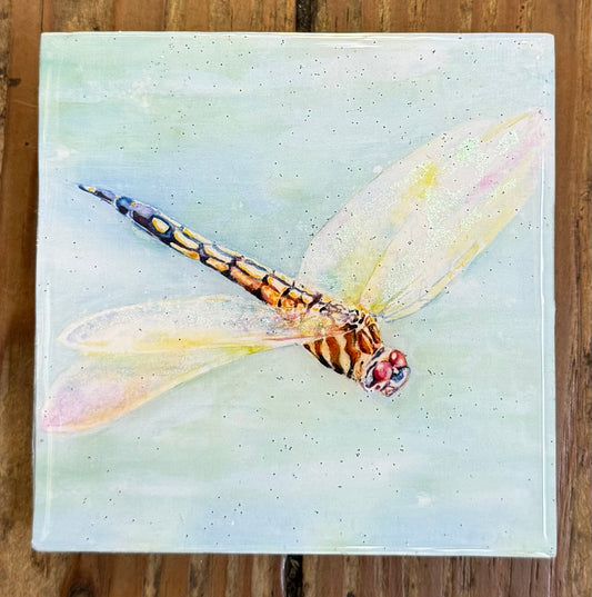 Blue Dasher